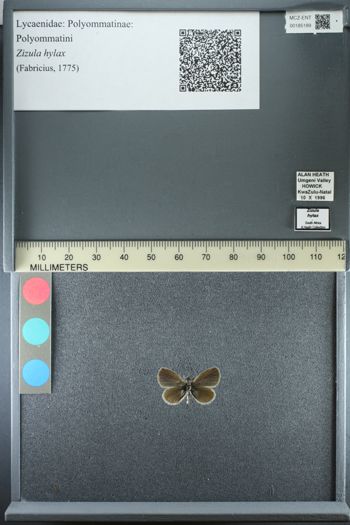 Media type: image;   Entomology 185189